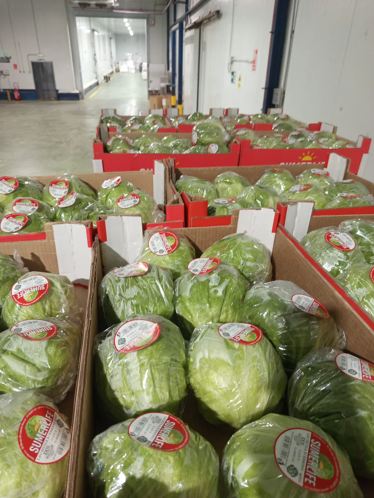 Palé de lechugas iceberg envasadas en bolsas